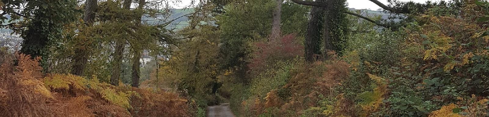 A quiet Devon lane in autumn