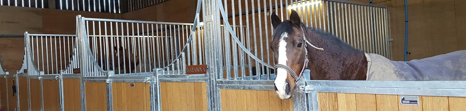 A horse looking over a stable door