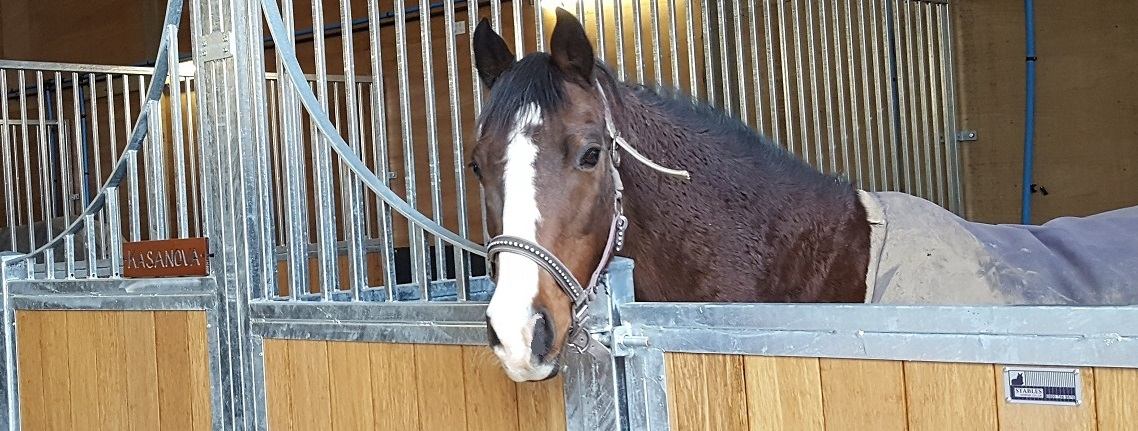 A horse looking out over a stable door