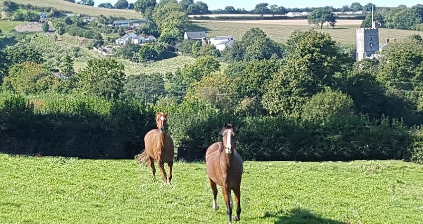 Horses turned out in a paddock above the village