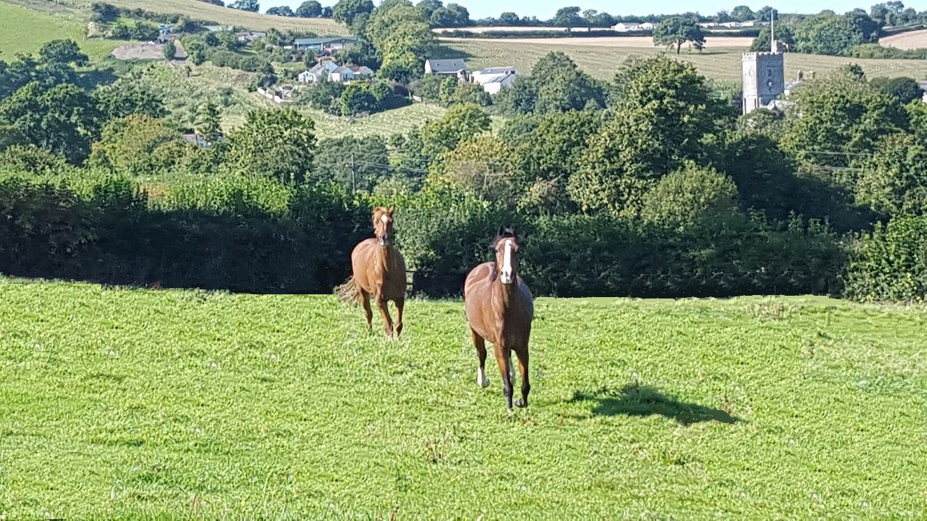 Two horses out in the paddock, with Landkey church tower beyond